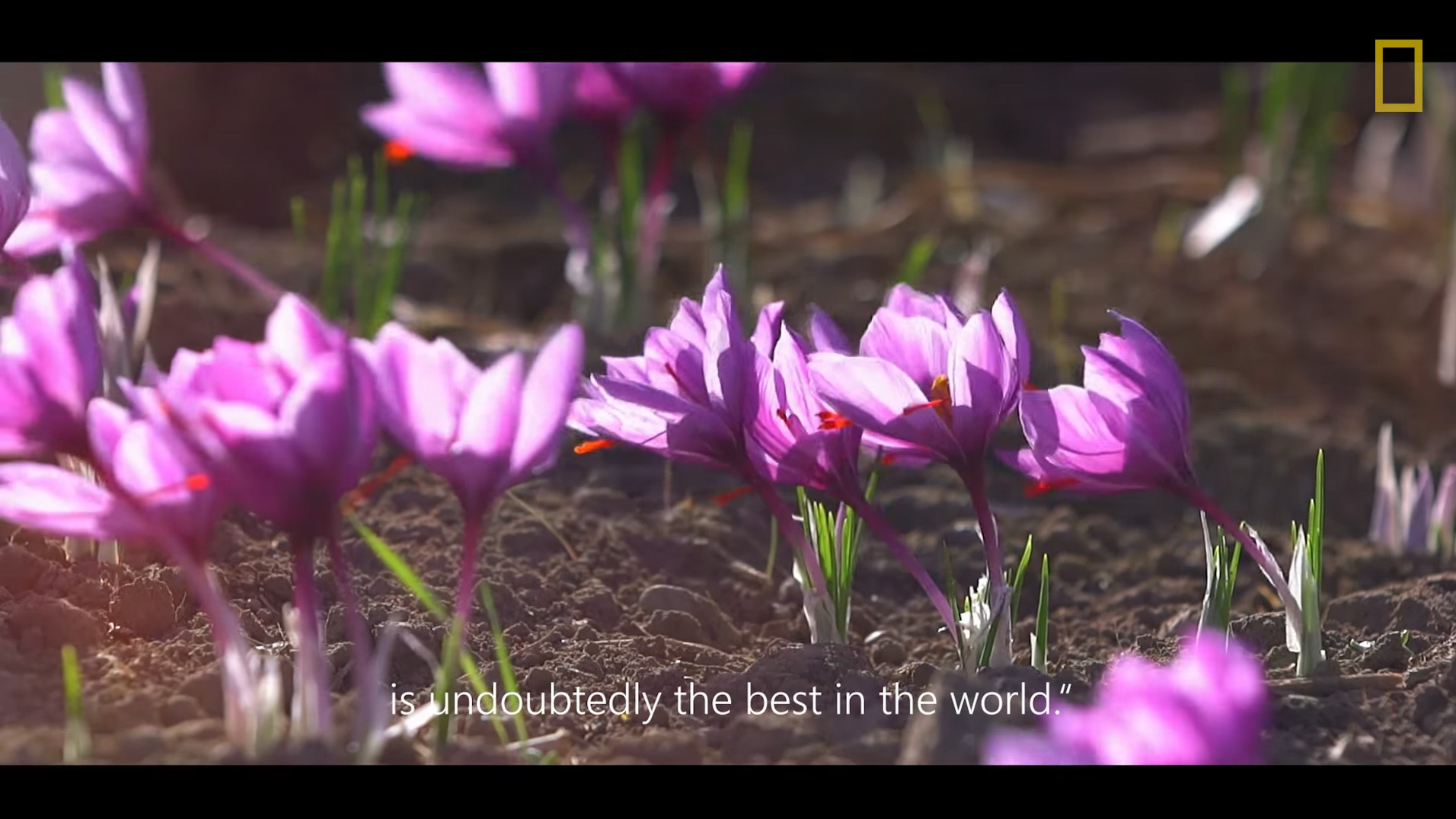 Frame from This is the World’s Most Expensive Spice